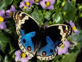 papillon21 538