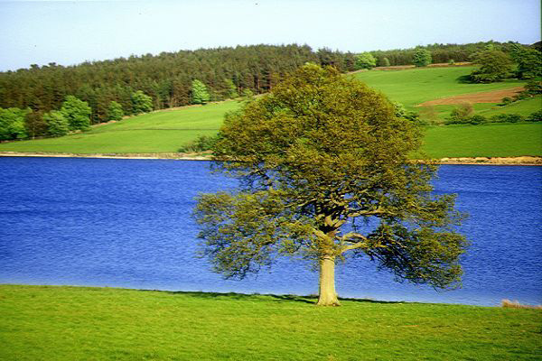 من أشجار الطبيعة