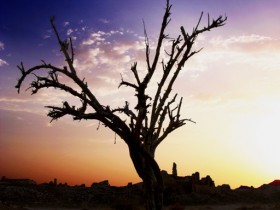 صور من ابداع اعضاء عمان فوتو