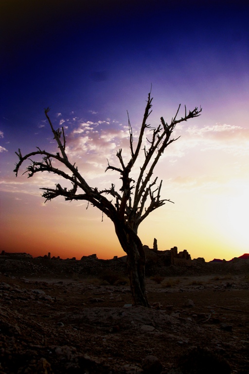 صور من ابداع اعضاء عمان فوتو