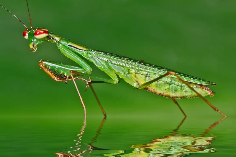 صور منوعة من الإنترنت