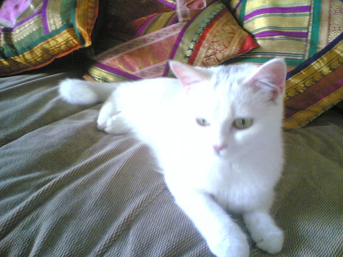 سنورة