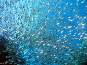 1600832-10bffbcfaedec0e9_1_