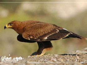 صور من ابداع اعضاء عمان فوتو