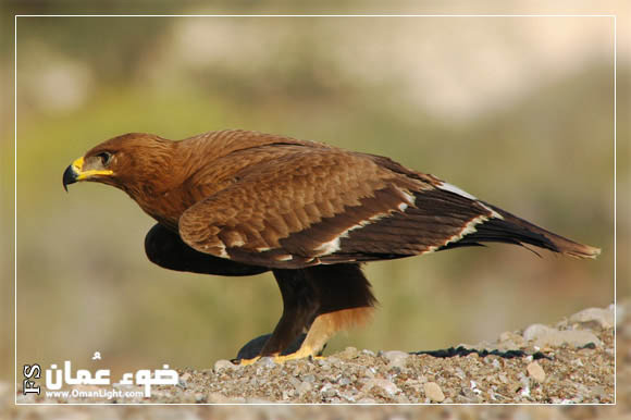 صور من ابداع اعضاء عمان فوتو