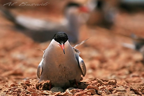 صور من ابداع اعضاء عمان فوتو