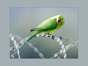 صور من ابداع اعضاء عمان فوتو