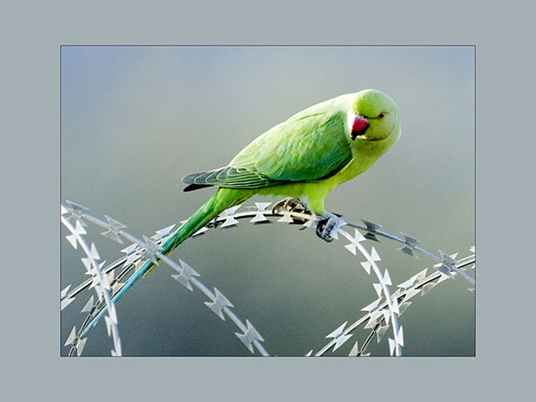 صور من ابداع اعضاء عمان فوتو
