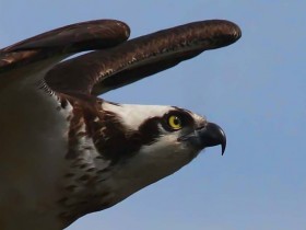 صور منوعة من الإنترنت