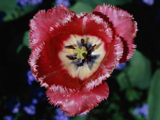 PTBL0091
