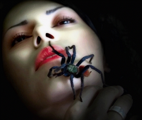 gul_spider