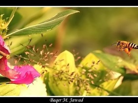 صور من ابداع اعضاء عمان فوتو