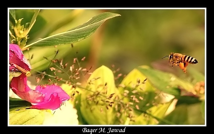 صور من ابداع اعضاء عمان فوتو