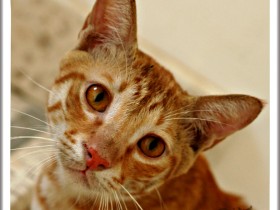 صور من ابداع اعضاء عمان فوتو