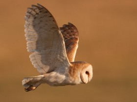 صور منوعة من الإنترنت