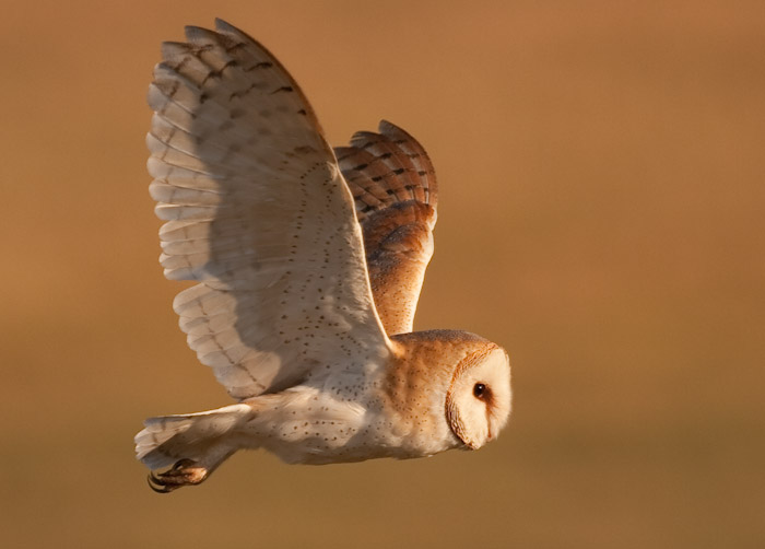 صور منوعة من الإنترنت
