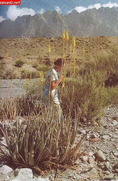 عمان