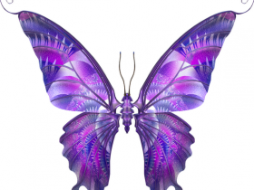 butterfly7