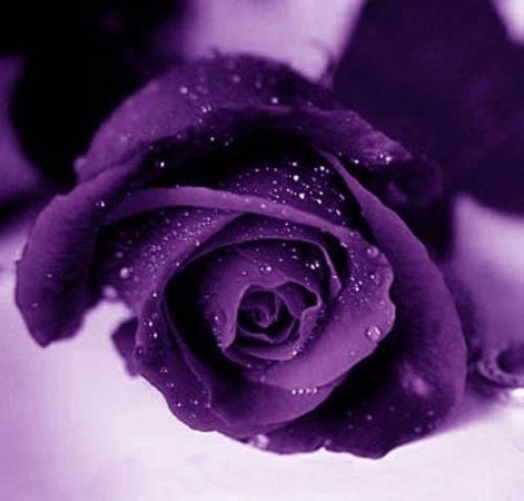 violet (2)
