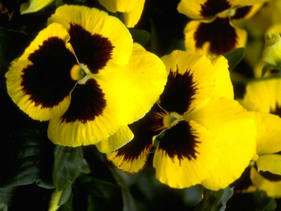 PTBL0165