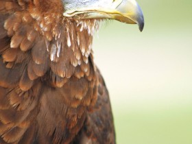 Bateleur_Eagle