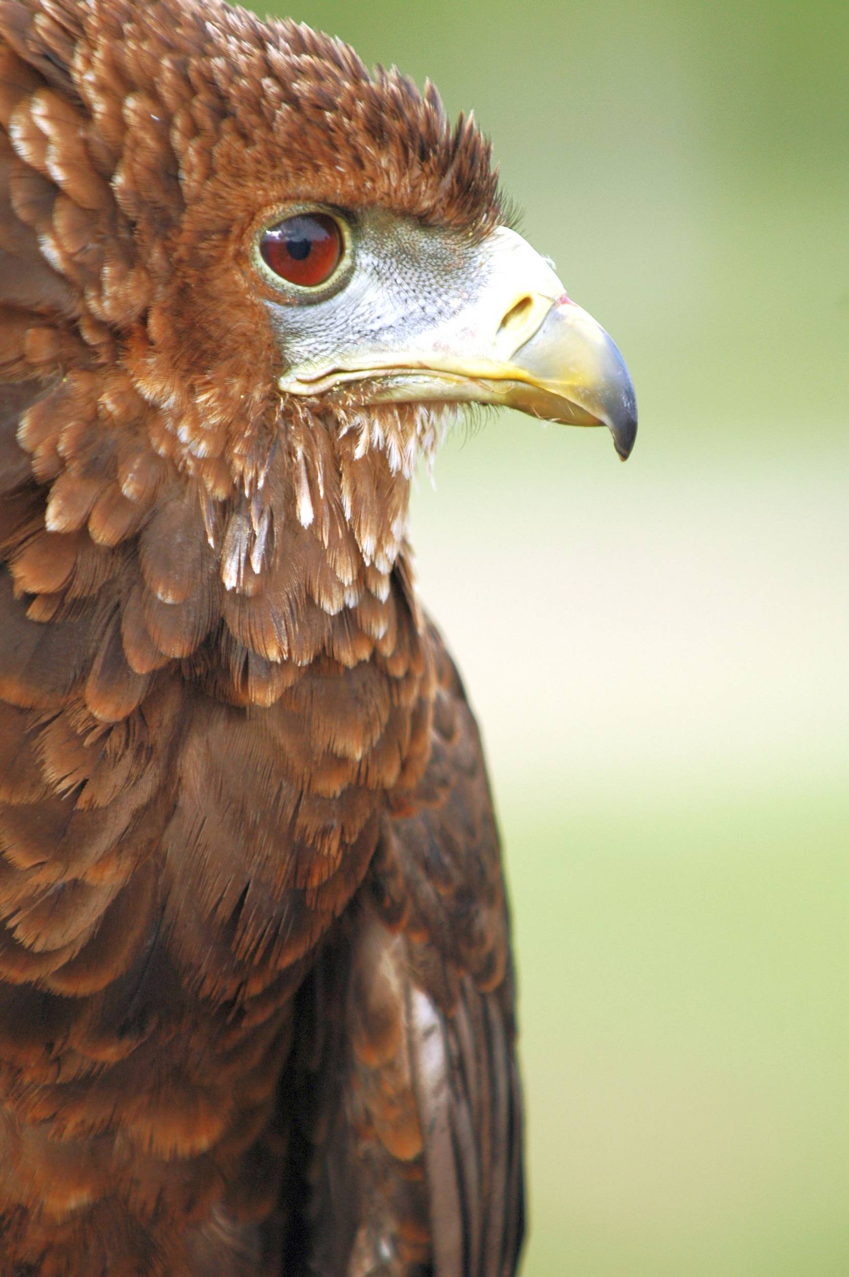 Bateleur_Eagle