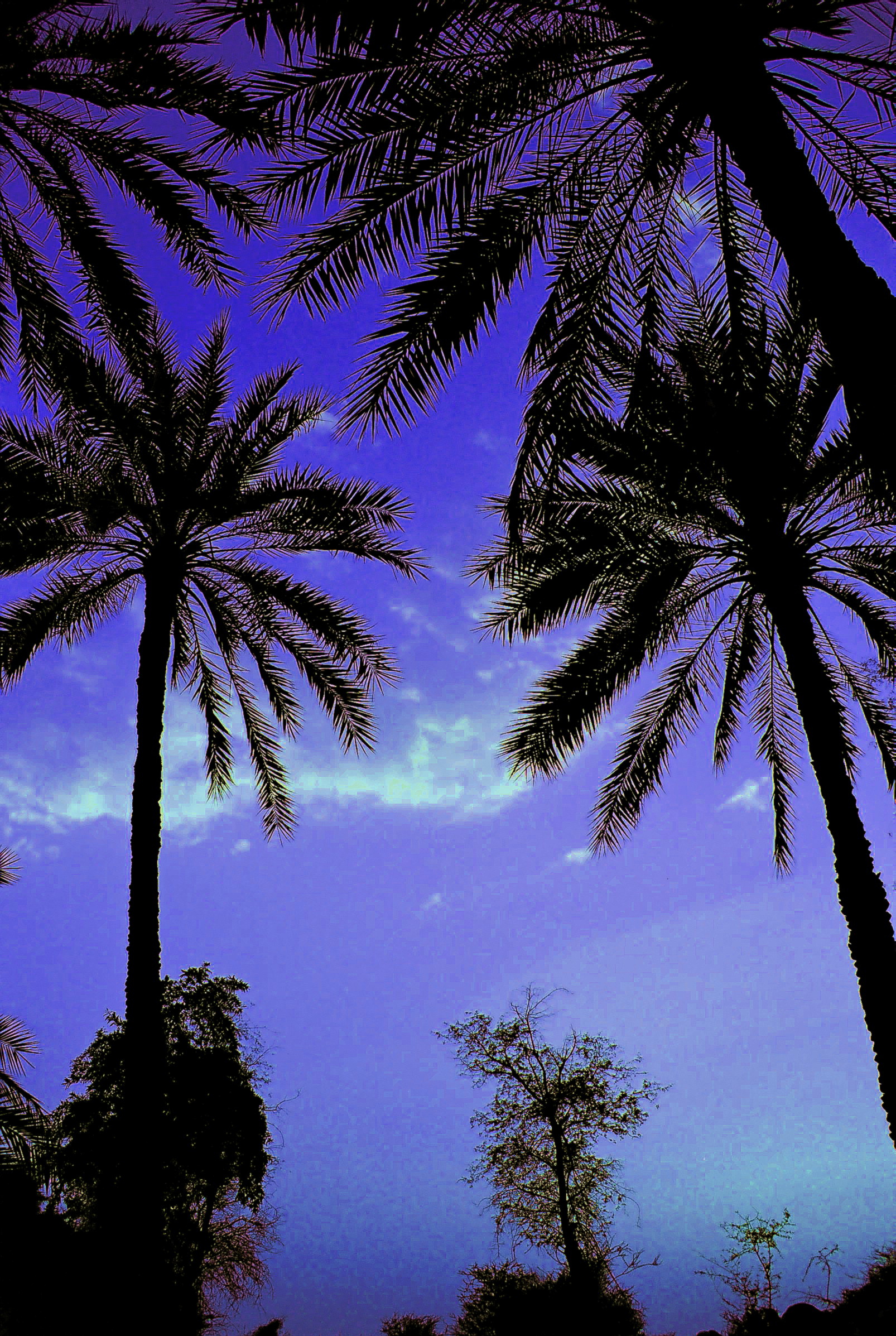 صور من ابداع اعضاء عمان فوتو