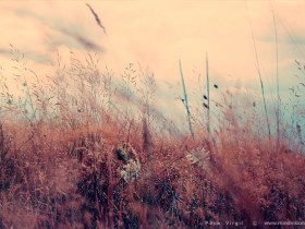 Nature_by_PopiX