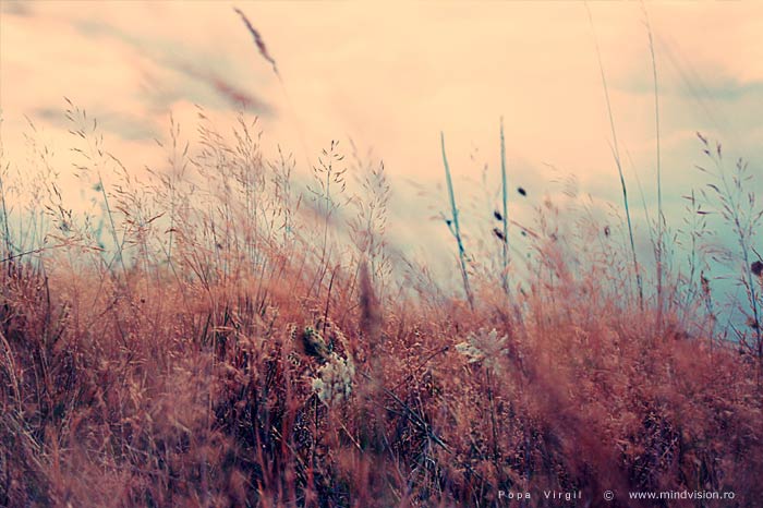Nature_by_PopiX