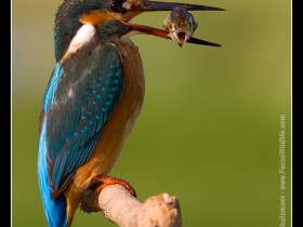 475318598_4195eb9458_o_1_