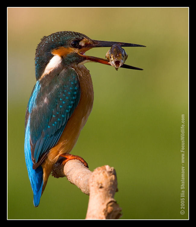 475318598_4195eb9458_o_1_