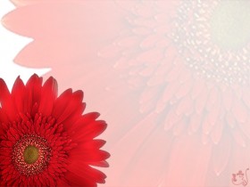 صور من ابداع اعضاء عمان فوتو