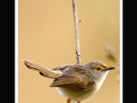 صور من ابداع اعضاء عمان فوتو
