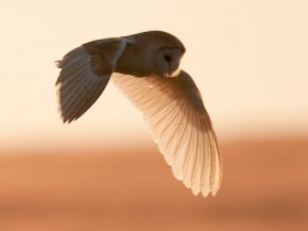 صور منوعة من الإنترنت