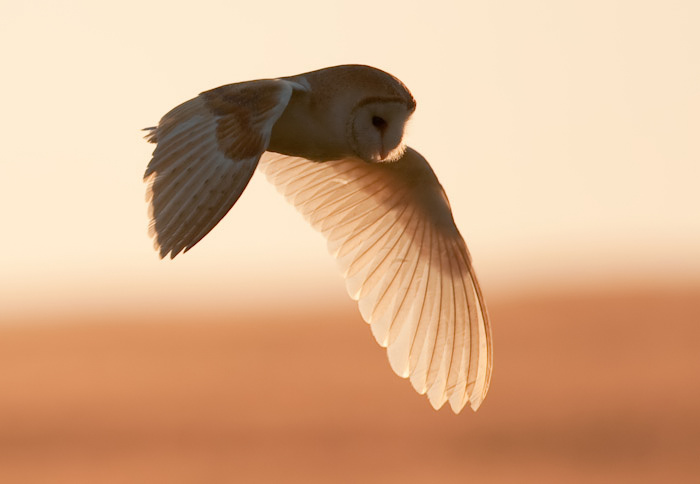 صور منوعة من الإنترنت