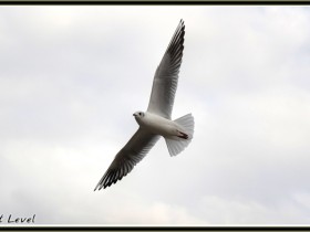 صور من ابداع اعضاء عمان فوتو