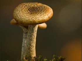 صور منوعة من الإنترنت