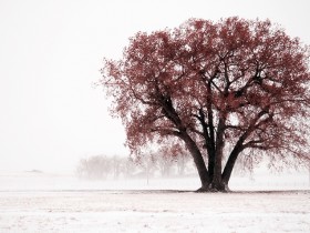 صور منوعة من الإنترنت