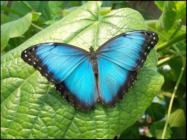 Butterfly_by_Unfaithed
