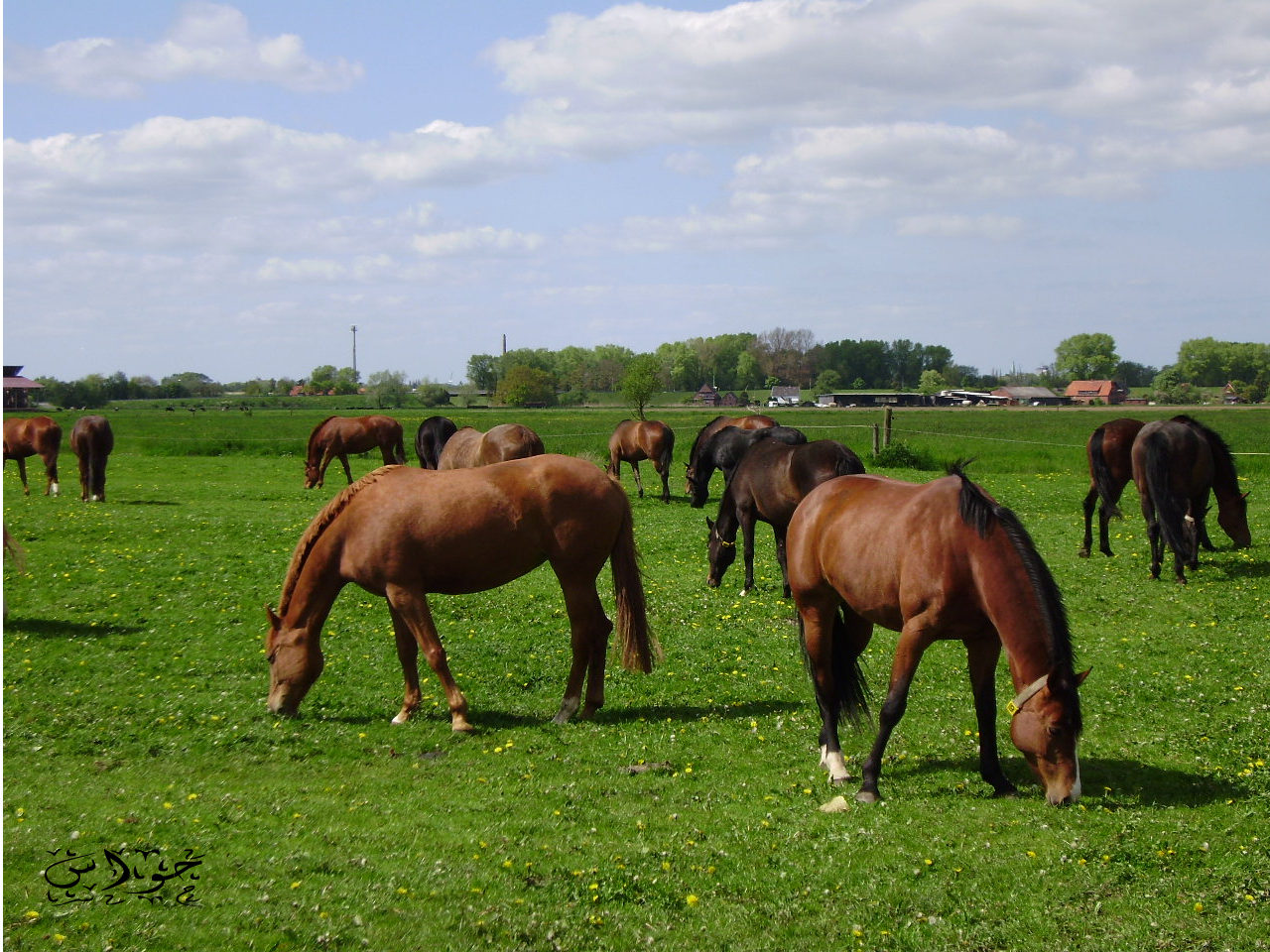 خيول 2010