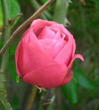 rose-4