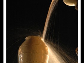 صور من ابداع اعضاء عمان فوتو