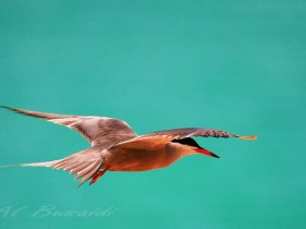 صور من ابداع اعضاء عمان فوتو