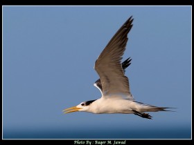صور من ابداع اعضاء عمان فوتو