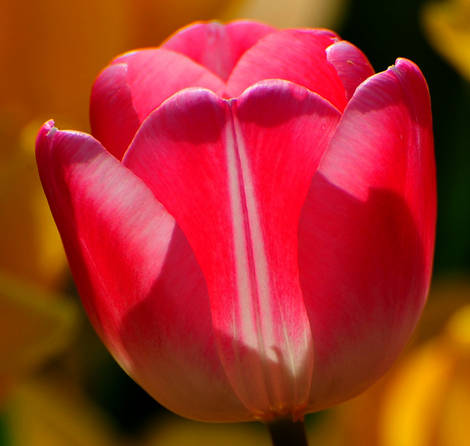 صور منوعة من الإنترنت
