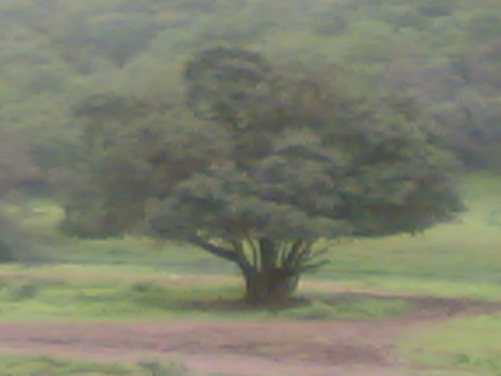 شجرة وحيدة