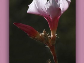 صور من ابداع اعضاء عمان فوتو