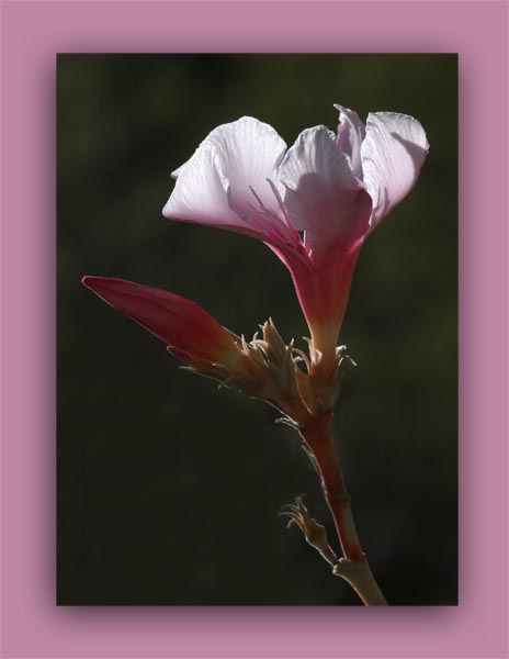 صور من ابداع اعضاء عمان فوتو