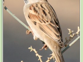 صور من ابداع اعضاء عمان فوتو