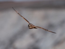 صور منوعة من الإنترنت
